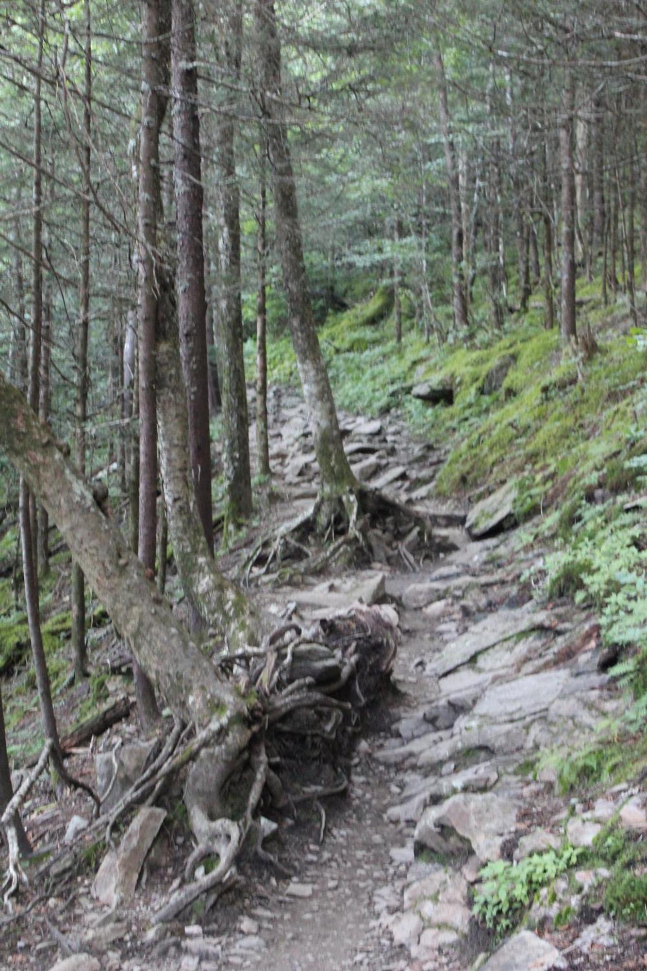 Villa Bear Necessities, Luxury 5Bd Mtn Views, Hot Tub, Many Bear Sightings à Gatlinburg Extérieur photo