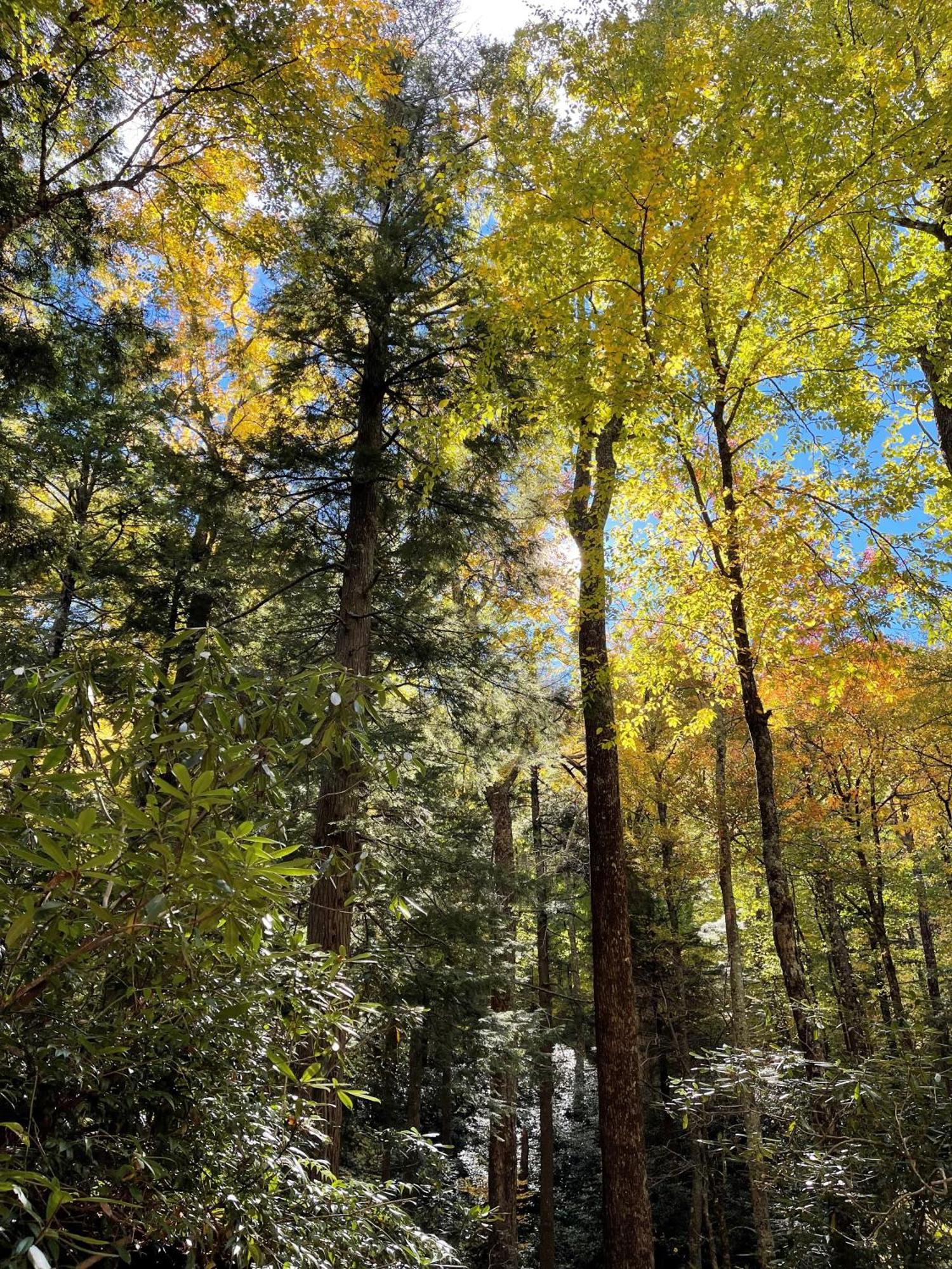Villa Bear Necessities, Luxury 5Bd Mtn Views, Hot Tub, Many Bear Sightings à Gatlinburg Extérieur photo