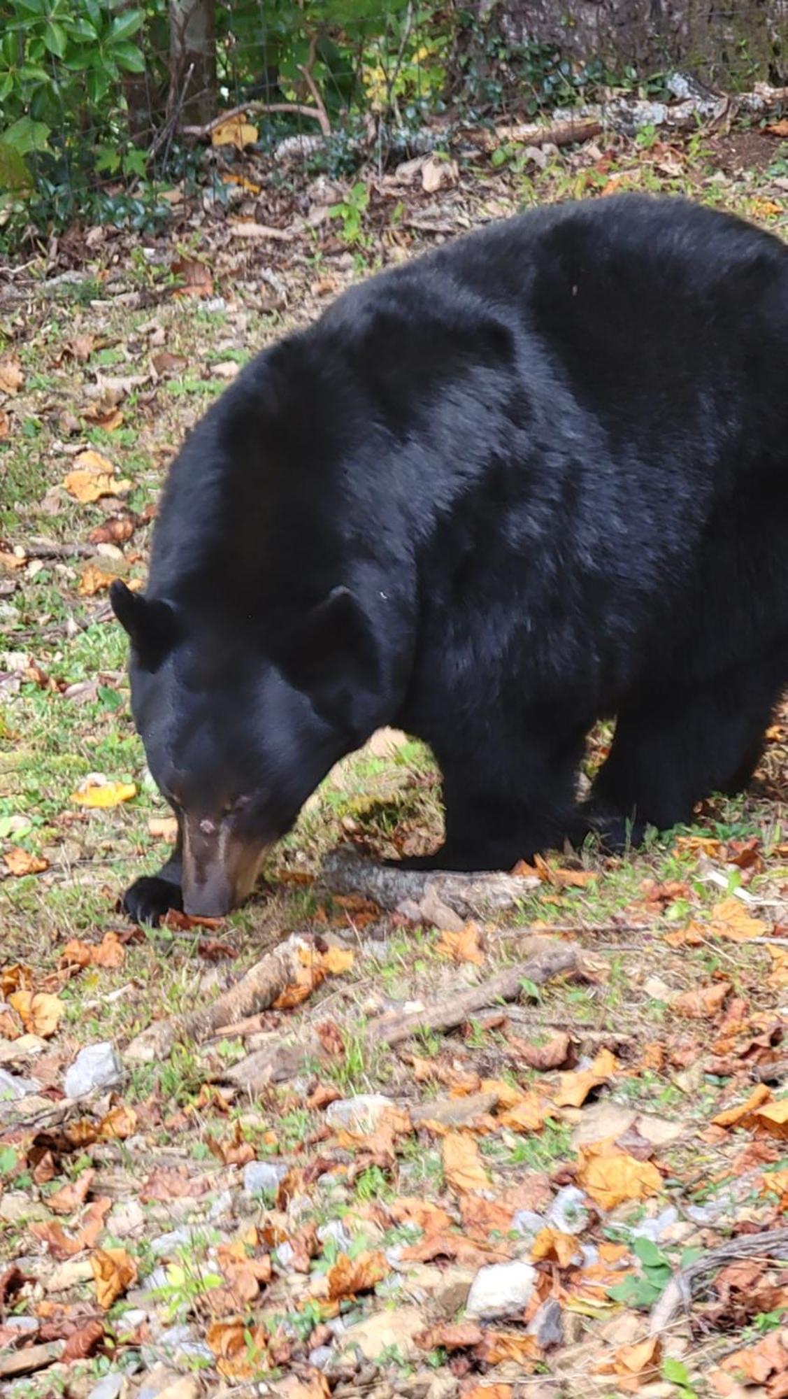 Villa Bear Necessities, Luxury 5Bd Mtn Views, Hot Tub, Many Bear Sightings à Gatlinburg Extérieur photo