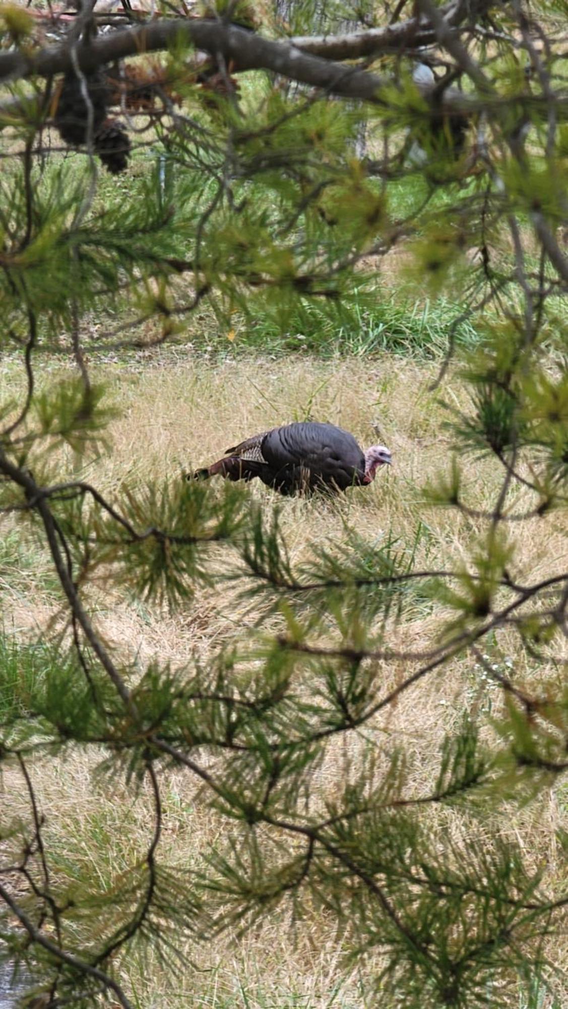 Villa Bear Necessities, Luxury 5Bd Mtn Views, Hot Tub, Many Bear Sightings à Gatlinburg Extérieur photo
