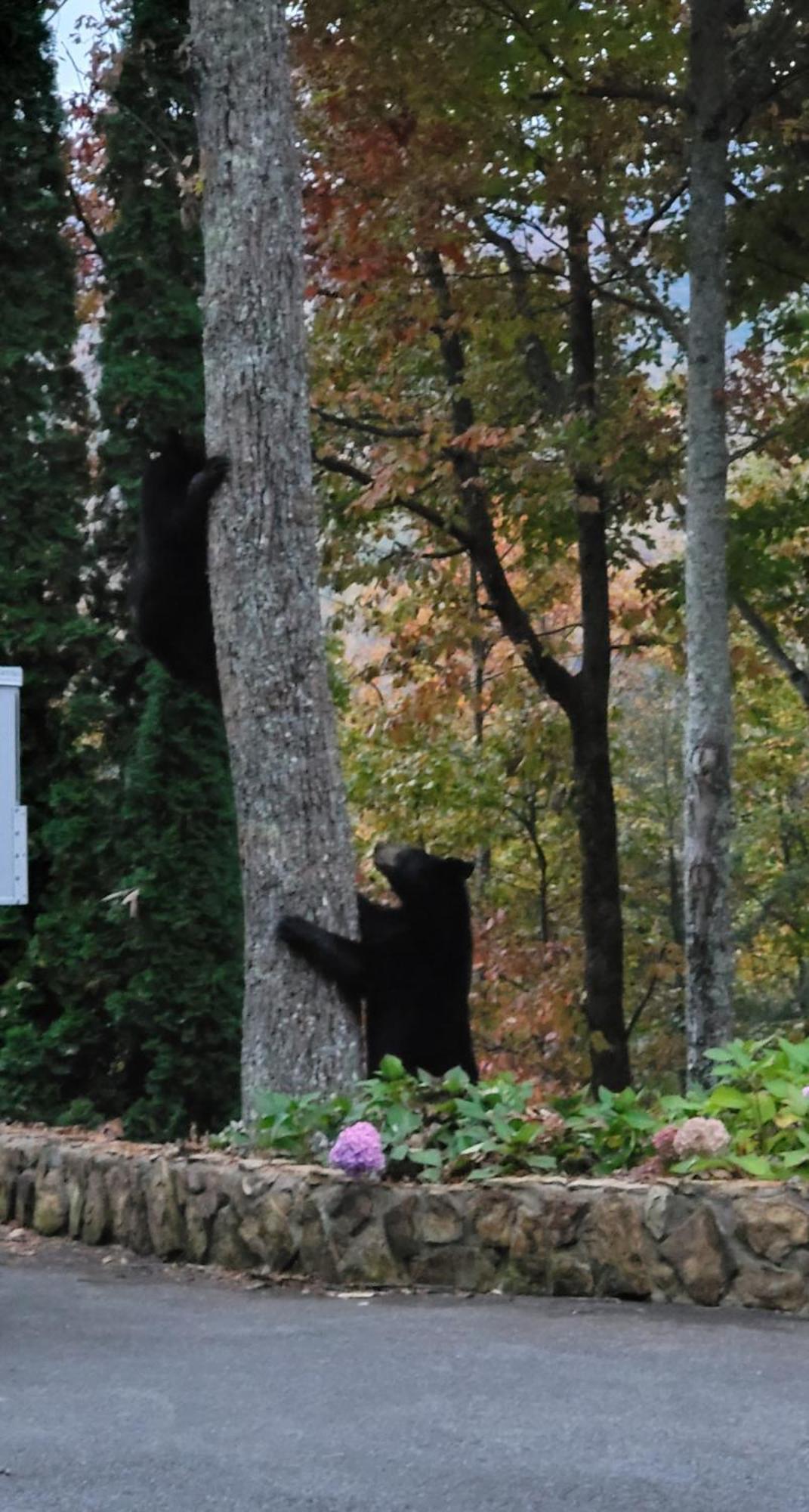 Villa Bear Necessities, Luxury 5Bd Mtn Views, Hot Tub, Many Bear Sightings à Gatlinburg Extérieur photo