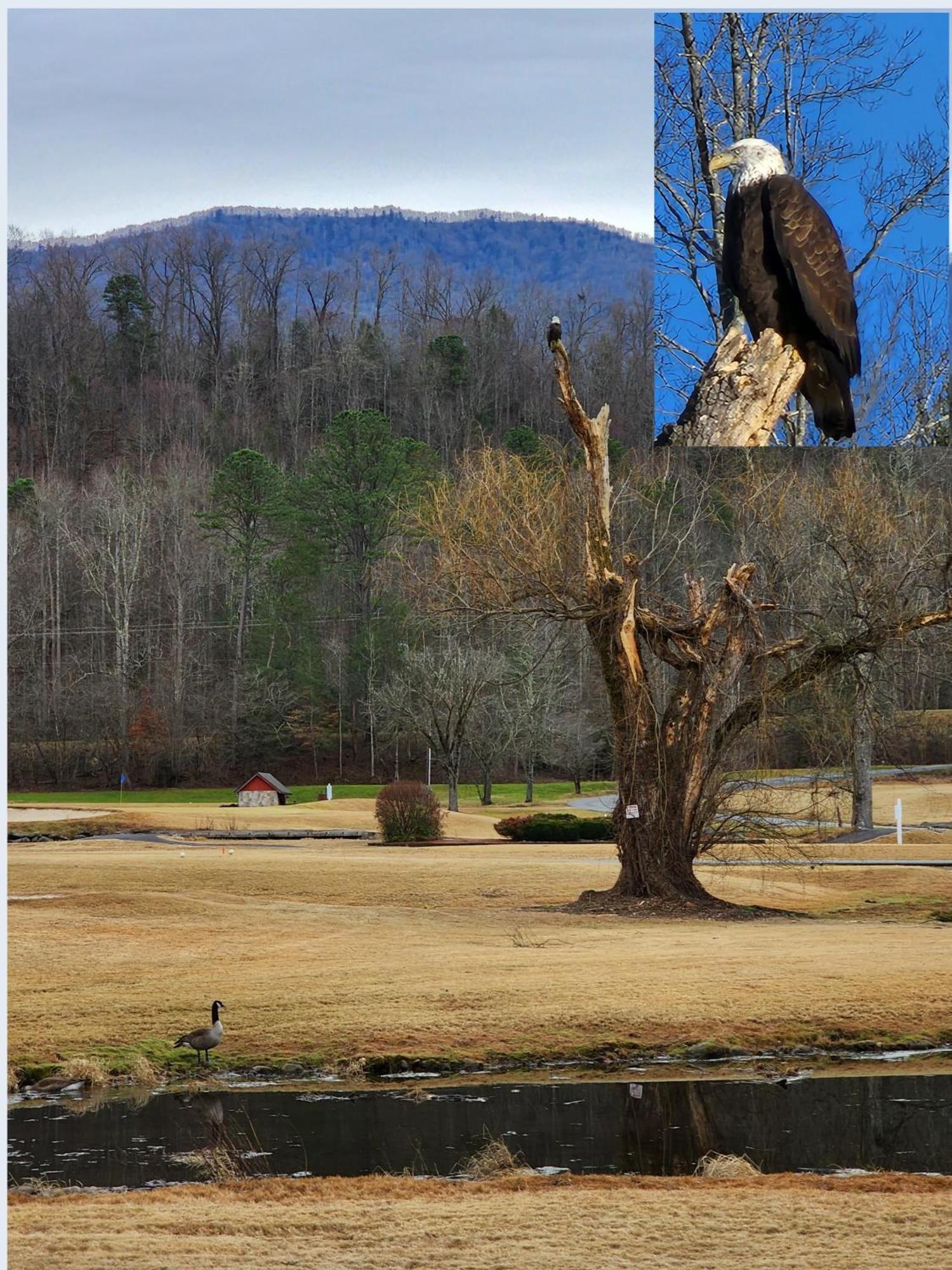 Villa Bear Necessities, Luxury 5Bd Mtn Views, Hot Tub, Many Bear Sightings à Gatlinburg Extérieur photo