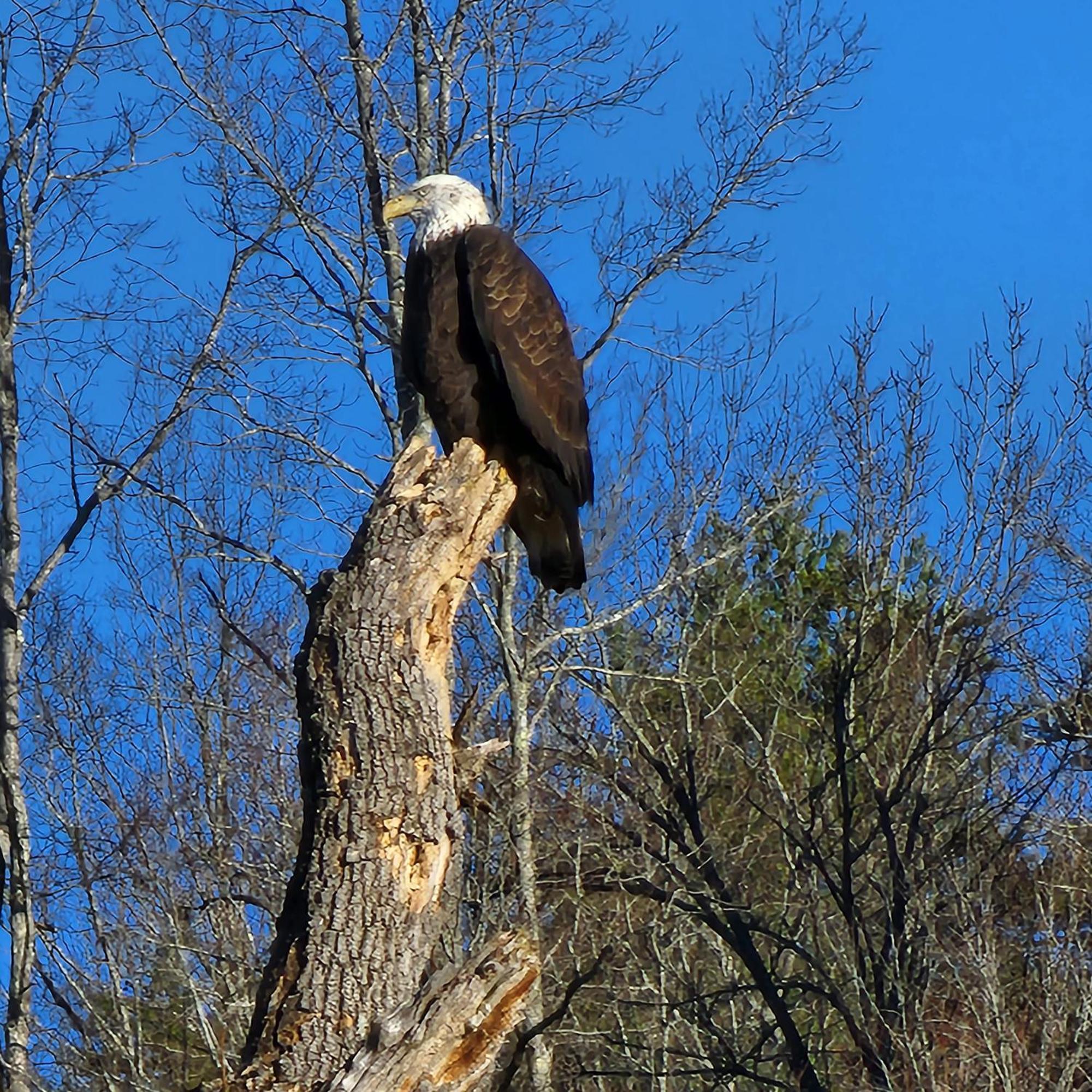 Villa Bear Necessities, Luxury 5Bd Mtn Views, Hot Tub, Many Bear Sightings à Gatlinburg Extérieur photo