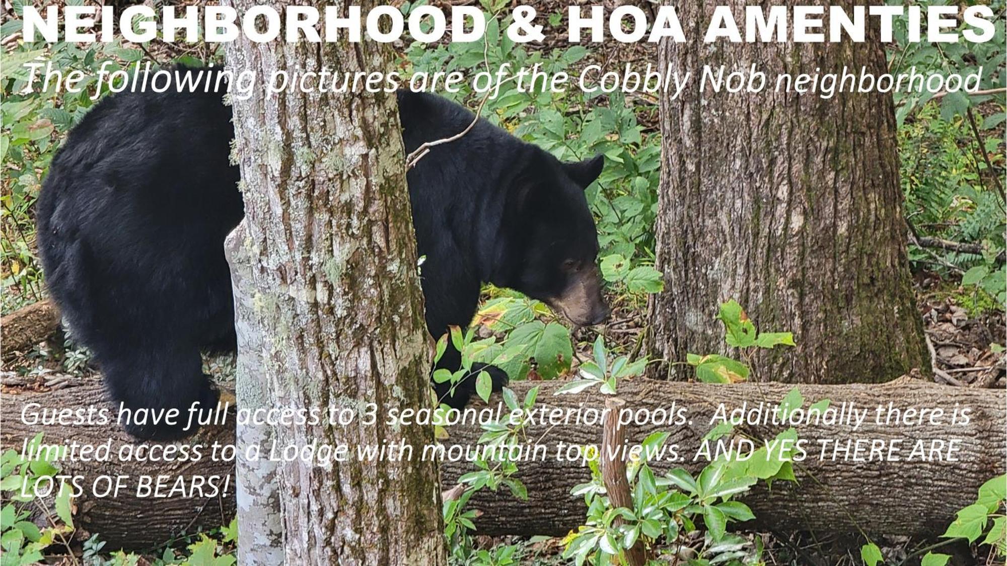 Villa Bear Necessities, Luxury 5Bd Mtn Views, Hot Tub, Many Bear Sightings à Gatlinburg Extérieur photo